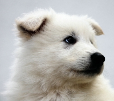Weißer Schäferhund, weié Schäferhunde, Weißer Schäferhund Welpe, Weiße Schäferhund Welpen, Weisse Schäferhund Züchter IMG_4280
