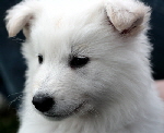 Weißer Schäferhund, weié Schäferhunde, Weißer Schäferhund Welpe, Weiße Schäferhund Welpen, Weisse Schäferhund Züchter Geneva