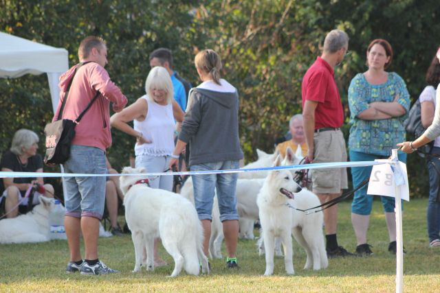 Weißer Schäferhund, weisse Schäferhunde, Weisse Schäferhundwelpen, Grand Prix -Berger Blanc Suisse- Ausstellung weisser schäferhund IMG_4873