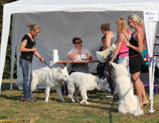 Weißer Schäferhund, weisse Schäferhunde, Weisse Schäferhundwelpen, Grand Prix -Berger Blanc Suisse- Ausstellung weisser schäferhund IMG_4936