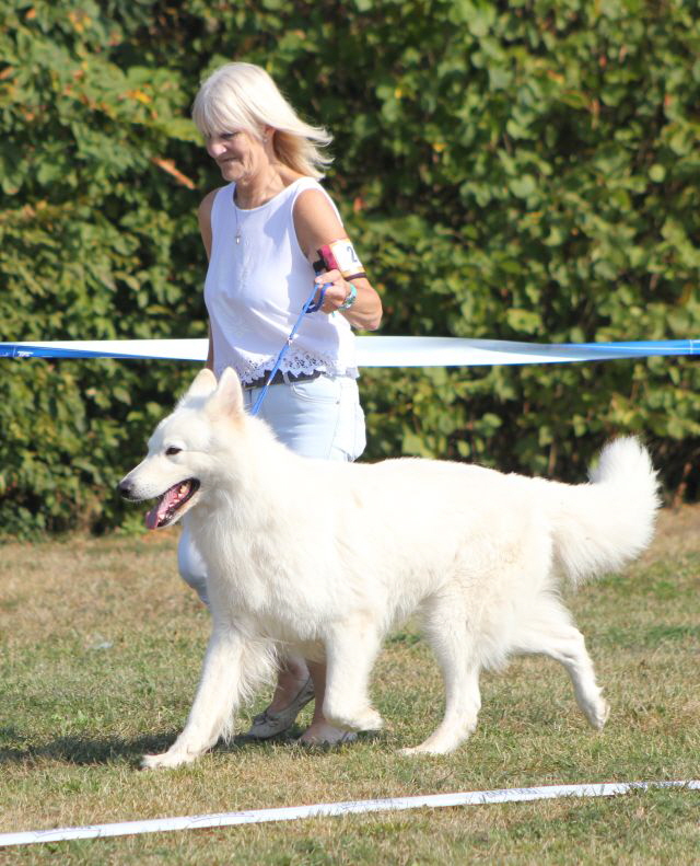 Weißer Schäferhund, weisse Schäferhunde, Weisse Schäferhundwelpen, Grand Prix -Berger Blanc Suisse- Ausstellung weisser schäferhund IMG_4989