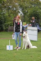 Weisse Schäferhunde, weißer schäferhund Zuchtverband, European Champion Cuo Ausstellung Jjunghundkl. rüde langst (4)