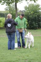 Weisse Schäferhunde, weißer schäferhund Zuchtverband, European Champion Cuo Ausstellung jüngstenkl rüde landst (1)