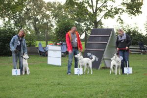 Weisse Schäferhunde, weißer schäferhund Zuchtverband, European Champion Cuo Ausstellung jüngstenkl. hündin_stock (5)