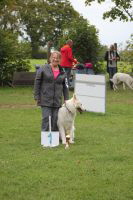 Weisse Schäferhunde, weißer schäferhund Zuchtverband, European Champion Cuo Ausstellung seniorenkl.rüde langst (5)