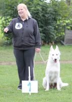 Weisse Schäferhunde, weißer schäferhund Zuchtverband, European Champion Cuo Ausstellungzuchtklasse_hündin_langst (5)