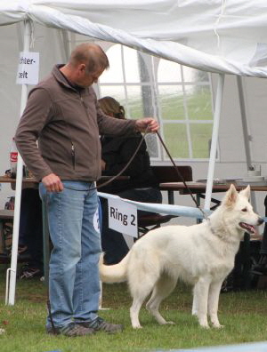 Weisser Schäferhund, weisse Schäferhunde, weisser Schäferhund Zuchtverband Ausstellung 2015 IMG_0302
