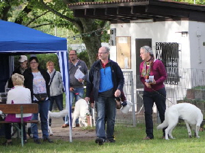 Weisser Schäferhund, weisse Schäferhunde, weisser Schäferhund Zuchtverband Ausstellung 2015 IMG_9780