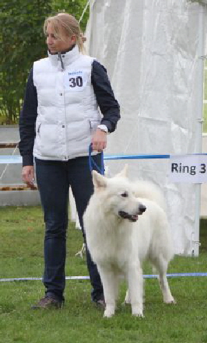 Weisser Schäferhund, weisse Schäferhunde, weisser Schäferhund Zuchtverband Ausstellung 2015 IMG_9927