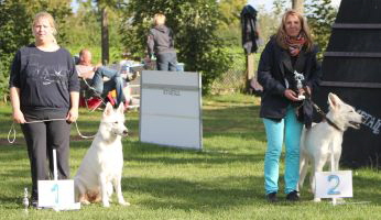 Weisser Schäferhund, weisse Schäferhunde, weisser Schäferhund Zuchtverband Ausstellung Deutschlandsieger IMG_0529