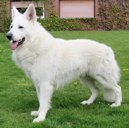 weisser Schweizer Schäferhund Deckrüde Dragonheart White Dreambreaker of Heart, weisse Schäferhunde, weiße Schäferhund Welpen
