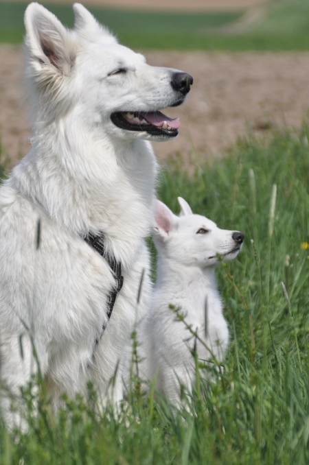 Laica weißer Schäferhund Kurzhaar mit großer Langhaarhalbschwester Naomi  Hundeschule 030