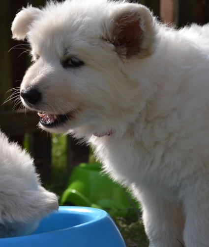 Weiße Schäferhunde, Weißer Schäferhund, Weißer Schäferhundwelpe, Weiße Schäferhund Welpen, Weißer Schäferhund Züchter -1 DSC_0019