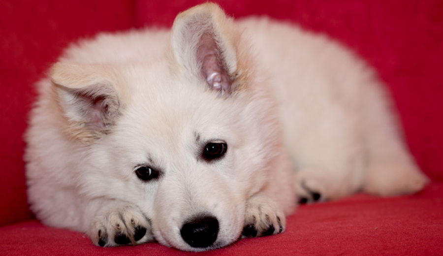 Weißer Schäferhund, weié Schäferhunde, Weißer Schäferhund Welpe, Weiße Schäferhund Welpen, Weisse Schäferhund Züchter IMG_5554