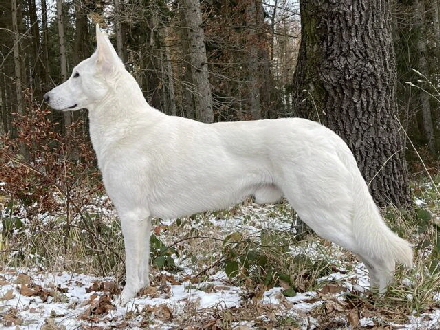 Chronos Lumos White of the Arctic