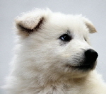 Weißer Schäferhund, weié Schäferhunde, Weißer Schäferhund Welpe, Weiße Schäferhund Welpen, Weisse Schäferhund Züchter IMG_4280