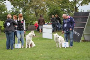 Weisse Schäferhunde, weißer schäferhund Zuchtverband, European Champion Cuo Ausstellung Jjunghundkl. rüde langst (1)