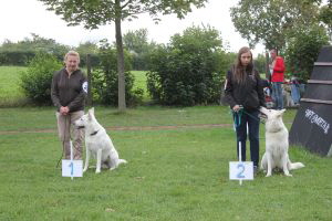 Weisse Schäferhunde, weißer schäferhund Zuchtverband, European Champion Cuo Ausstellung Off.Klasse Rüden (3)