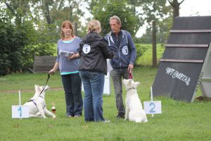 Weisse Schäferhunde, weißer schäferhund Zuchtverband, European Champion Cuo Ausstellung Welpenklasse hündin_langst (3)