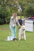 Weisse Schäferhunde, weißer schäferhund Zuchtverband, European Champion Cuo Ausstellung champ.kl langst (2)