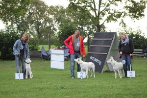Weisse Schäferhunde, weißer schäferhund Zuchtverband, European Champion Cuo Ausstellung jüngstenkl. hündin_stock (1)