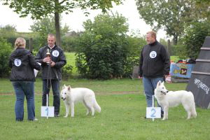 Weisse Schäferhunde, weißer schäferhund Zuchtverband, European Champion Cuo Ausstellung jüngstenkl. Hündin Landst (1)