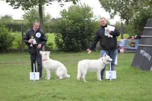 Weisse Schäferhunde, weißer schäferhund Zuchtverband, European Champion Cuo Ausstellung jüngstenkl. Hündin Landst (4)