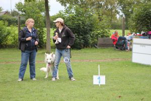Weisse Schäferhunde, weißer schäferhund Zuchtverband, European Champion Cuo Ausstellung jugendkl. rüde stock (2)