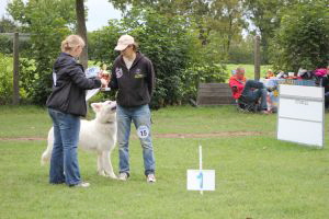 Weisse Schäferhunde, weißer schäferhund Zuchtverband, European Champion Cuo Ausstellung jugendkl. rüde stock (1)