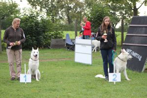 Weisse Schäferhunde, weißer schäferhund Zuchtverband, European Champion Cuo Ausstellung off.klasse rüde stock (3)