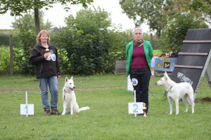 Weisse Schäferhunde, weißer schäferhund Zuchtverband, European Champion Cuo Ausstellung off.kl.hündin stock.  (8)