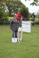 Weisse Schäferhunde, weißer schäferhund Zuchtverband, European Champion Cuo Ausstellung seniorenkl.rüde langst (4)