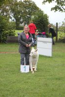 Weisse Schäferhunde, weißer schäferhund Zuchtverband, European Champion Cuo Ausstellung seniorenkl.rüde langst (3)