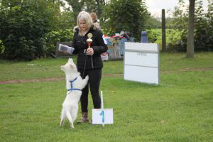 Weisse Schäferhunde, weißer schäferhund Zuchtverband, European Champion Cuo Ausstellung welpenklasse rüde langst (6)
