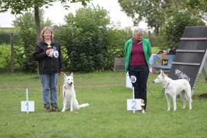 Weisse Schäferhunde, weißer schäferhund Zuchtverband, European Champion Cuo Ausstellungoff.kl.hündin stock.  (9)