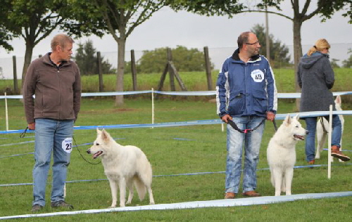 Weisser Schäferhund, weisse Schäferhunde, weisser Schäferhund Zuchtverband Ausstellung 2015 IMG_0281