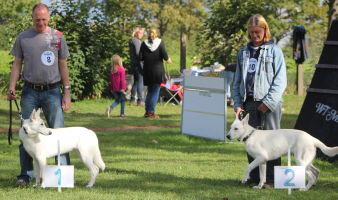 Weisser Schäferhund, weisse Schäferhunde, weisser Schäferhund Zuchtverband Ausstellung Deutschlandsieger IMG_0445
