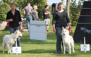 Weisser Schäferhund, weisse Schäferhunde, weisser Schäferhund Zuchtverband Ausstellung Deutschlandsieger IMG_0461