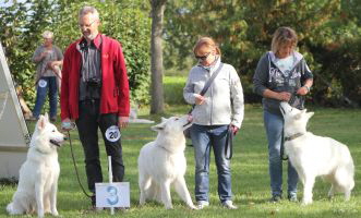 Weisser Schäferhund, weisse Schäferhunde, weisser Schäferhund Zuchtverband Ausstellung Deutschlandsieger IMG_0466