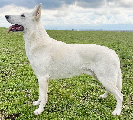weißer schäferhund deckrüde castillo Paco