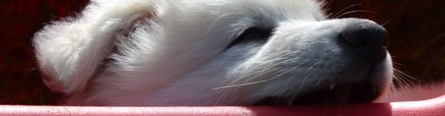 weißer Schäferhund Welpen