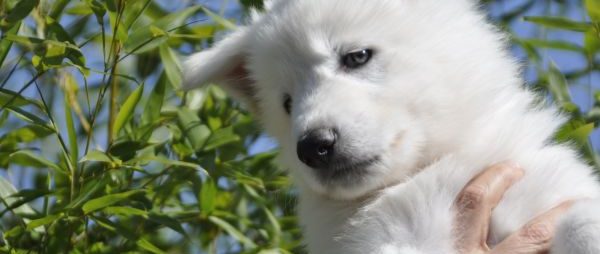 weißer Schäferhund Welpen