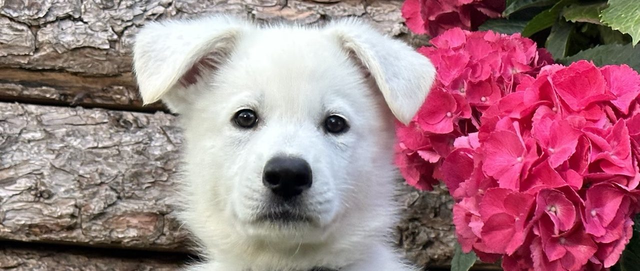 weißer Schäferhund Welpen