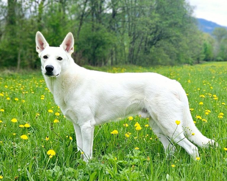 Kamino von Meierhafe Deckrüde Schäferhund weiss